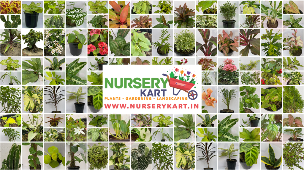 nursery kart